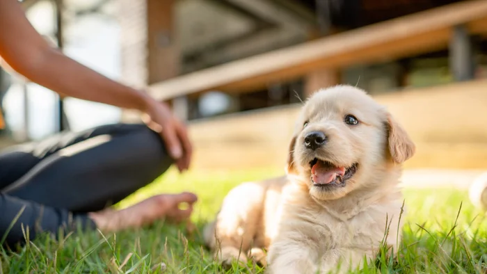 Top 5 Pet Insurance Providers in the USA